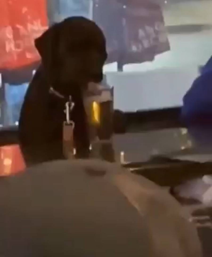 Viral: En un bar, perrito bebe cerveza