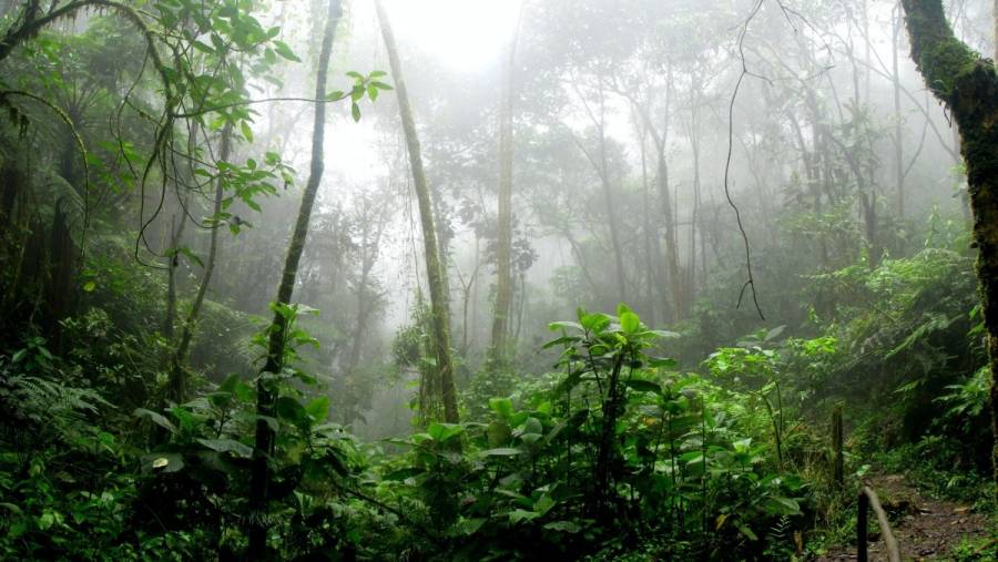 Los Chimalapas son oaxaqueños: SCJN