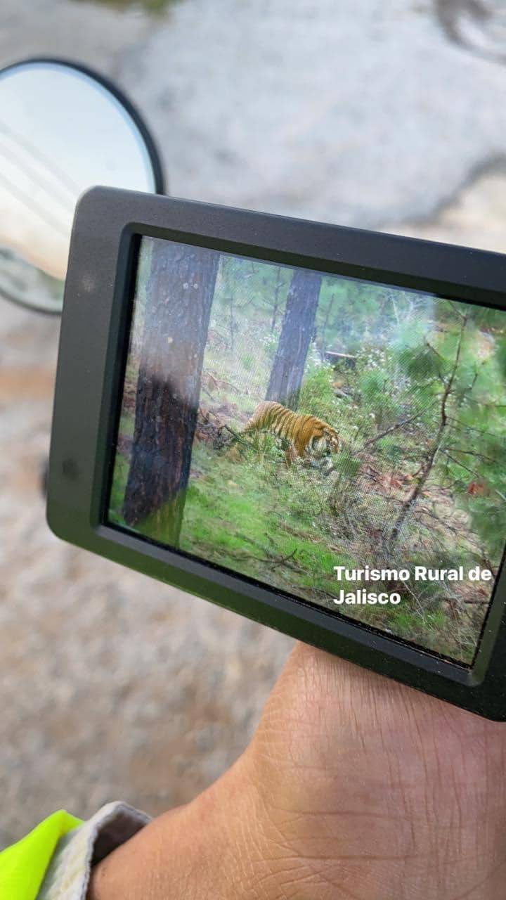 En Jalisco un tigre de bengala ronda el poblado de Tapalpa