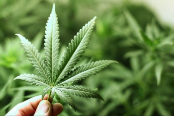 Legalizaci&oacute;n de marihuana podr&iacute;a dejar ganancias de casi 5 mil mde a Alemania
