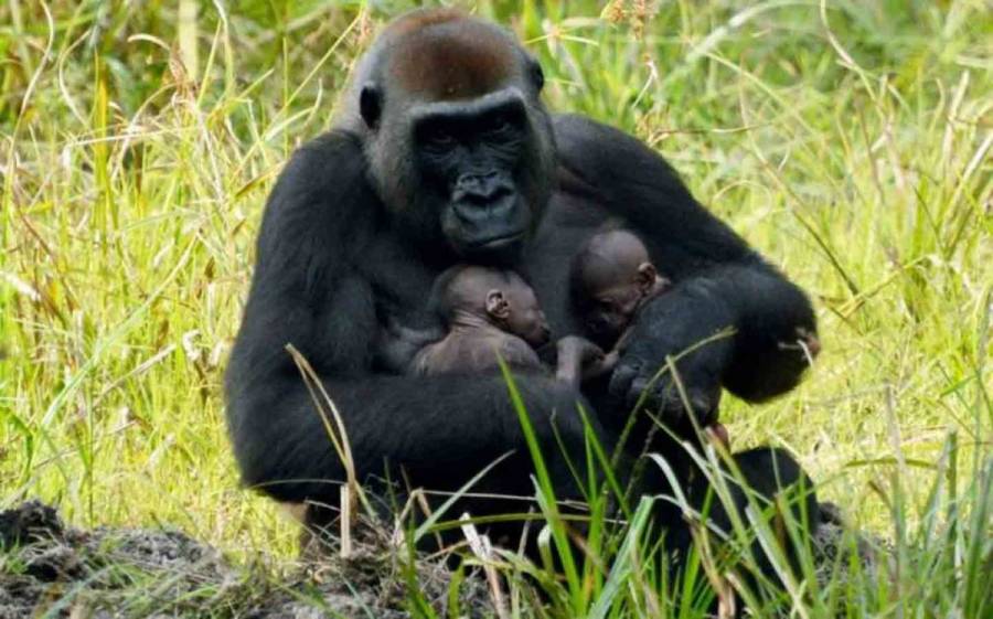 Beb&eacute;s gorilas nacen en Virunga, este de RDCongo