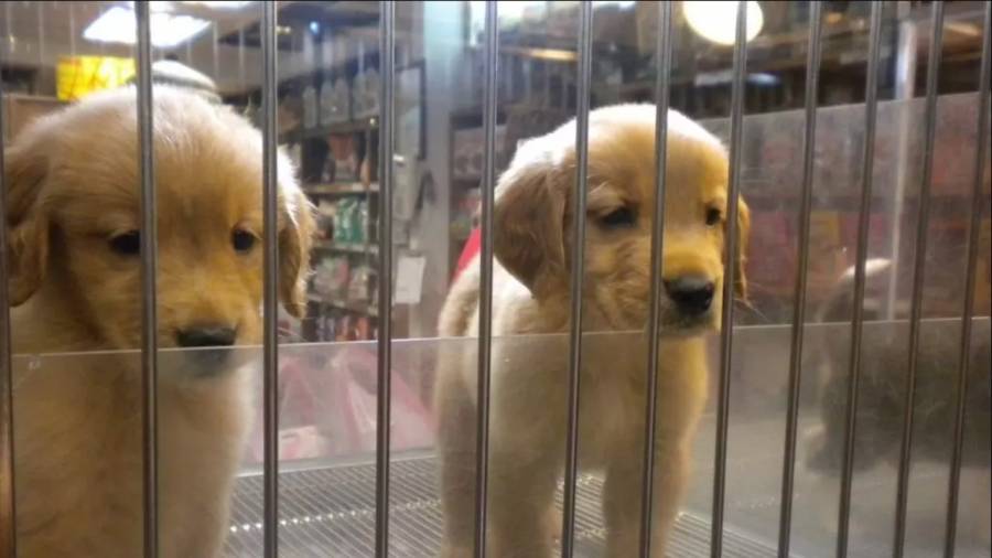 Francia prohibirá venta de perros y gatos en tiendas de animales