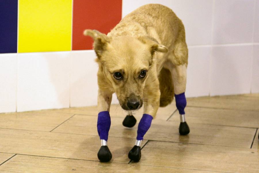 Perrita vuelve a caminar, tras ponerle cuatro prótesis en las patitas