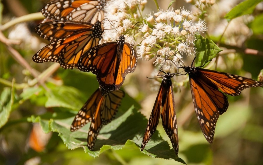 Michoac&aacute;n reabre santuarios de mariposa Monarca