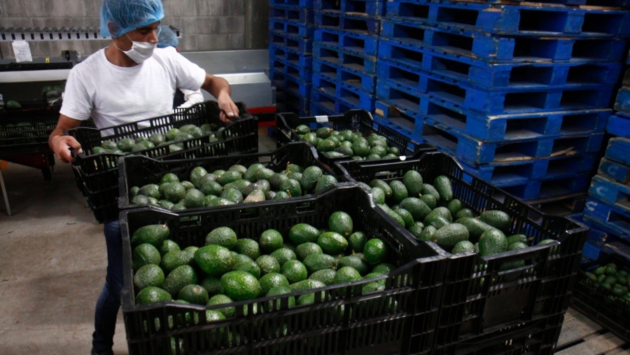 México y EEUU en negociaciones para abrir de nuevo exportación de aguacate