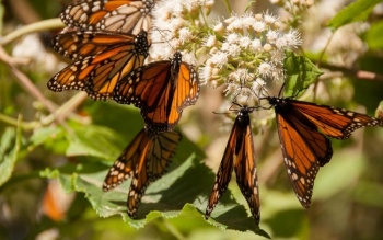 Michoacán reabre santuarios de mariposa Monarca