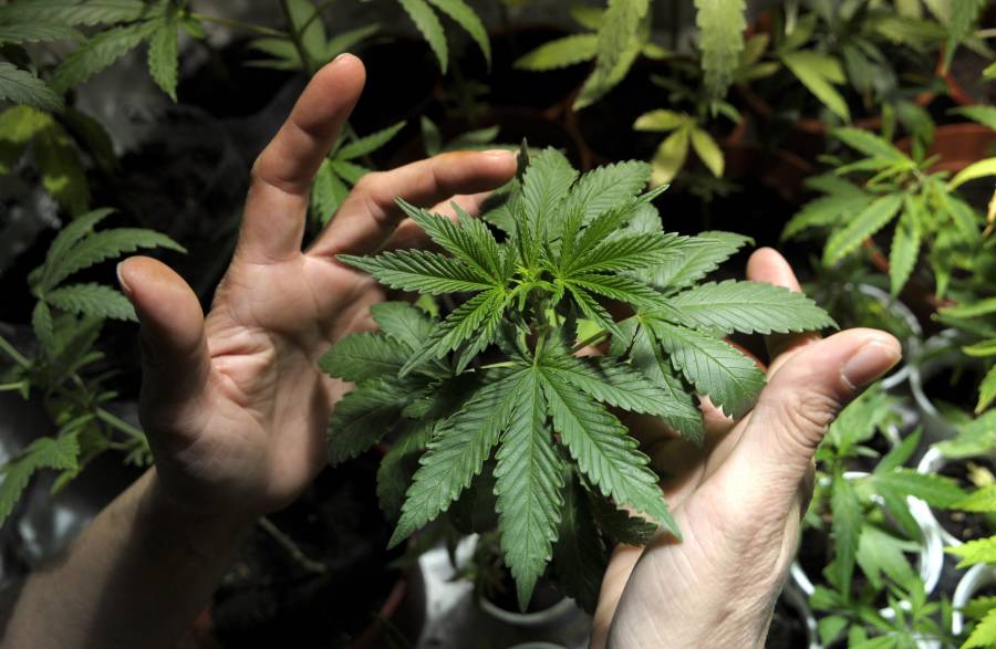 Monreal señala que avanza proyecto de regulación de la cannabis