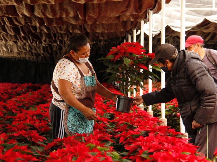 Floricultores de la CDMX alertan panorama incierto en venta de nochebuenas