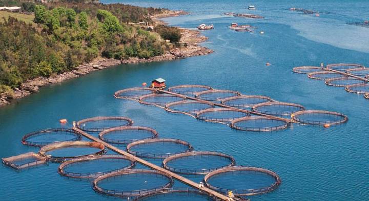Sonora, entidad líder en acuacultura y pesca con un valor de 12 mil millones de pesos