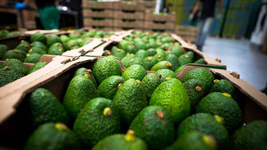 EEUU autoriza exportación de aguacate de Jalisco