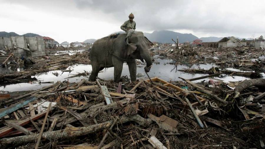Rescatan a animales 