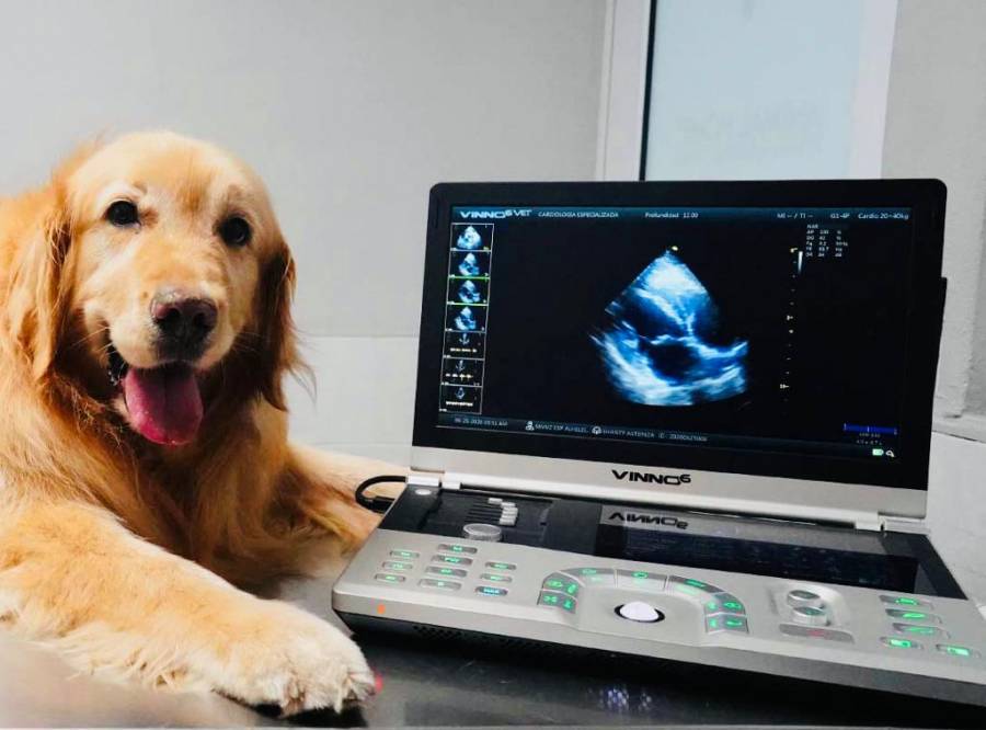 Bajas temperaturas propician enfermedades respiratorias también en los animales: experto