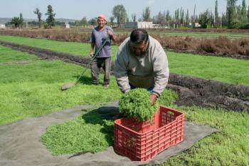Producci&oacute;n de romeritos atender&aacute; demanda para platillos t&iacute;picos de Navidad