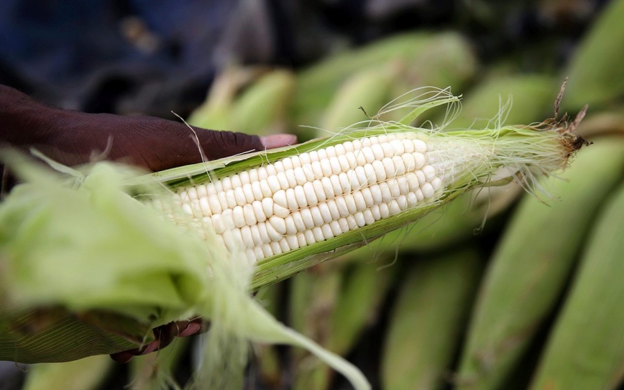 Sader anuncia nuevos precios de garantía a pequeños productores de maíz