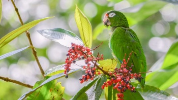 En EEUU, entregan a un refugio a más de 800 loros que vivían en una habitación