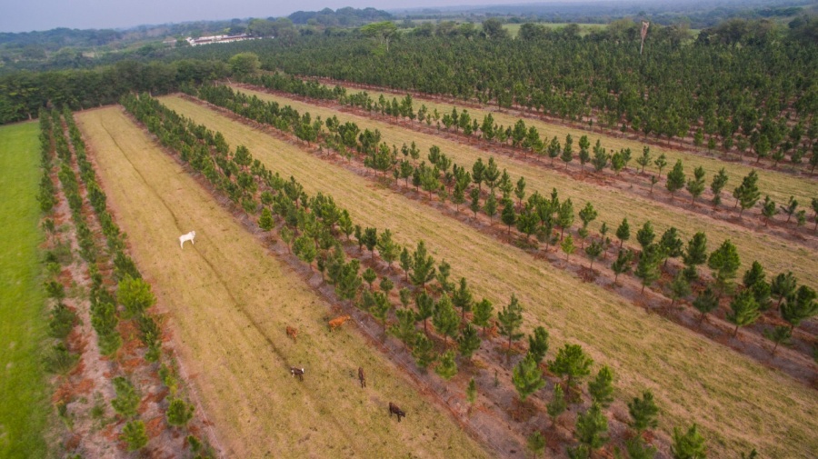 PVEM afirma que desarrollo rural integral y sustentable no es exclusivo de la Federación