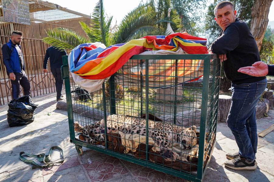 Rara captura de leopardo en región montañosa de Irak