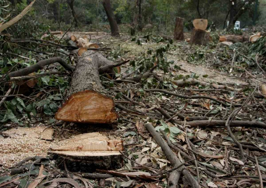 Panista propone creación de Fiscalía Especializada en Delitos Ambientales