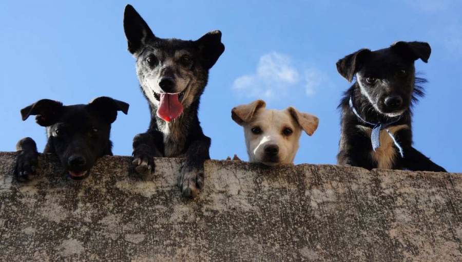 Senado refrenda compromiso de garantizar derechos ambientales y de animales