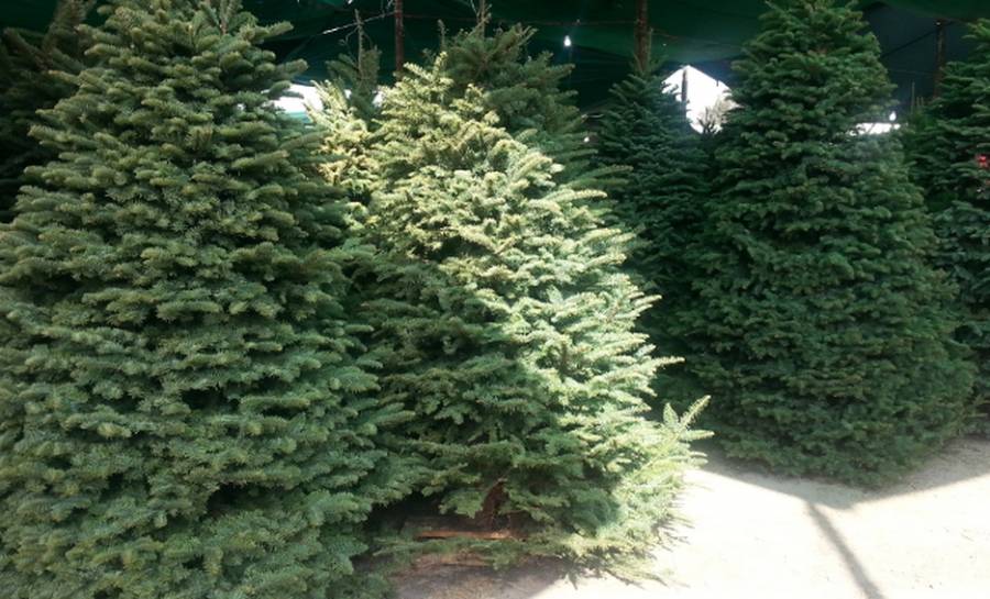 Gobierno Edomex pondrá a disposición centros de acopio para reciclar arbolitos de Navidad