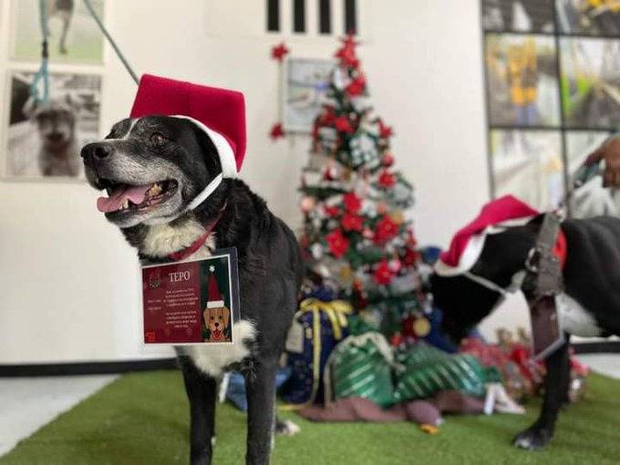 Perritos rescatados llevarán a los Reyes Magos las cartas de los niños