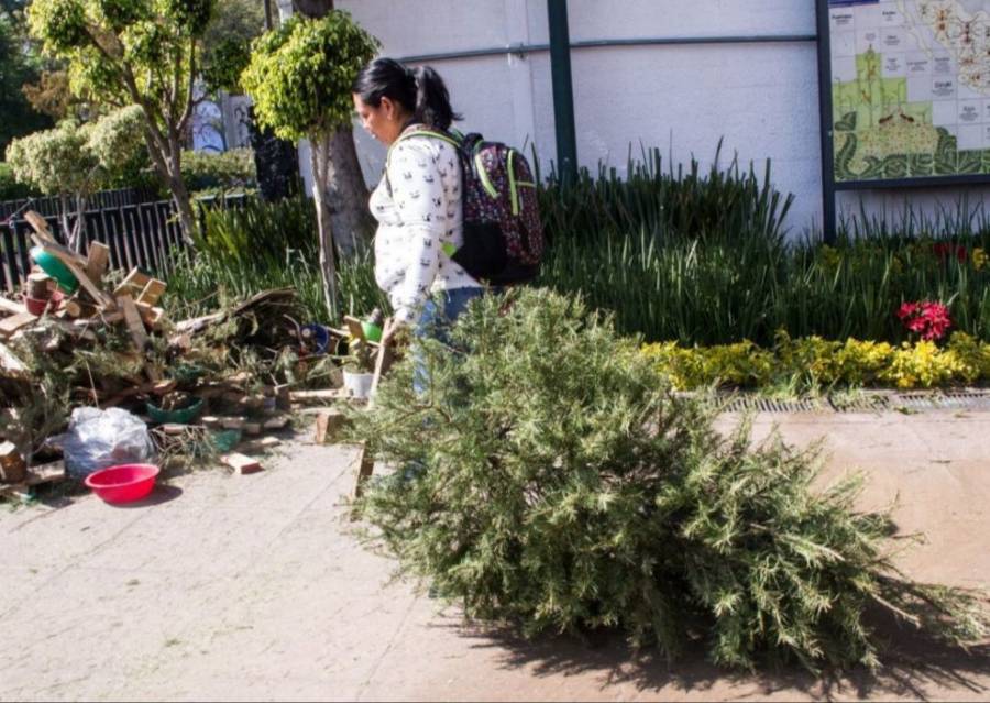 Cuajimalpa implementa programa para intercambiar árboles de navidad