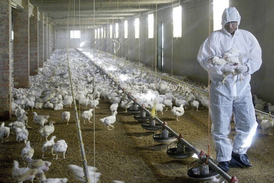 Inglaterra registra un inusual contagio humano de gripe aviar