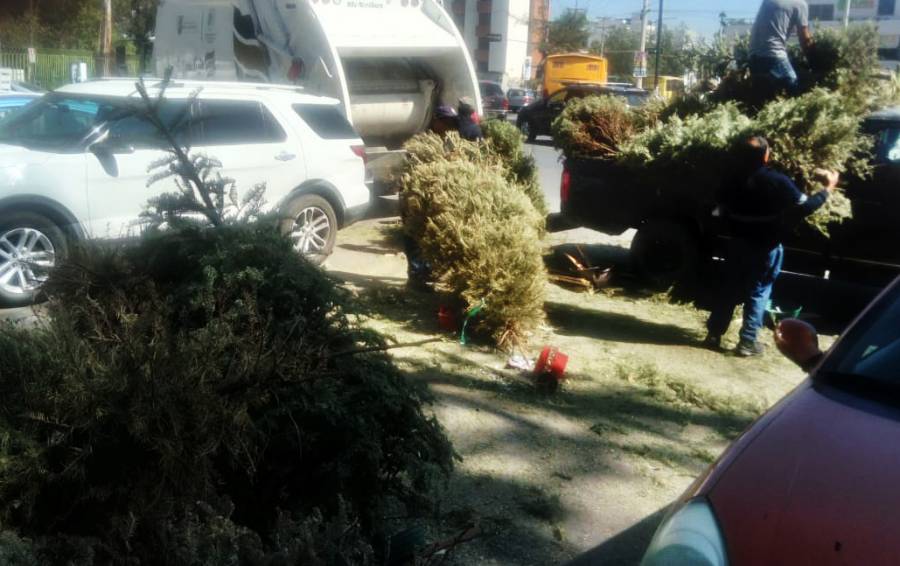Ayuntamiento de San Luis Potosí habilita centros de acopio para árboles de Navidad