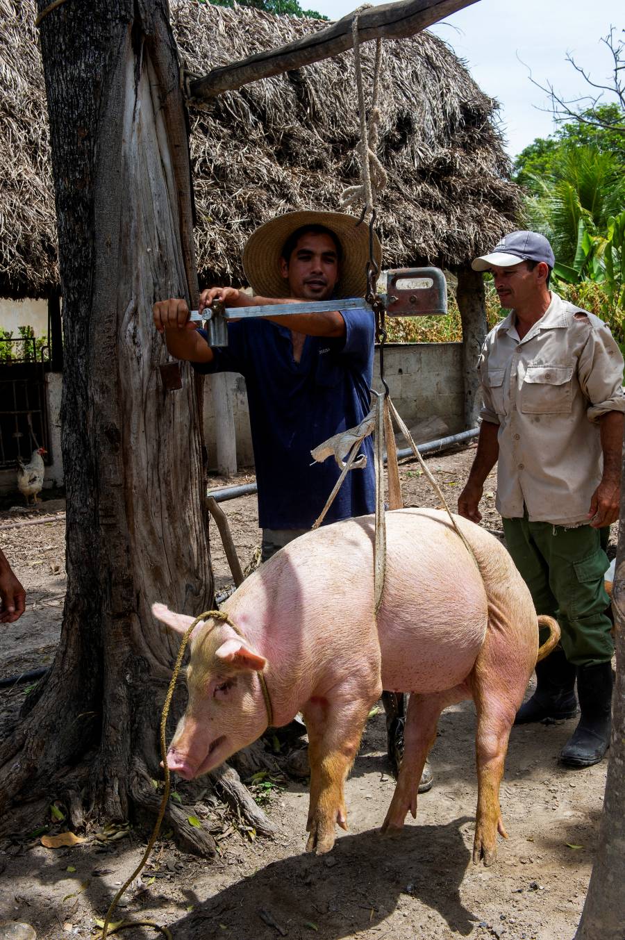 Detectan un caso de peste porcina africana en Italia