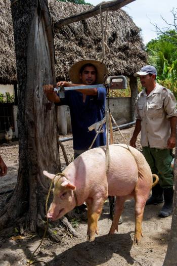 Detectan un caso de peste porcina africana en Italia
