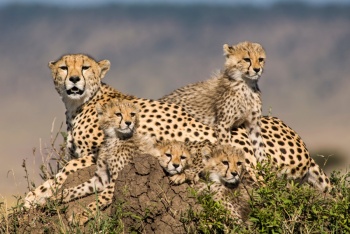 En Irán solo quedan 12 guepardos, en grave peligro de extinción