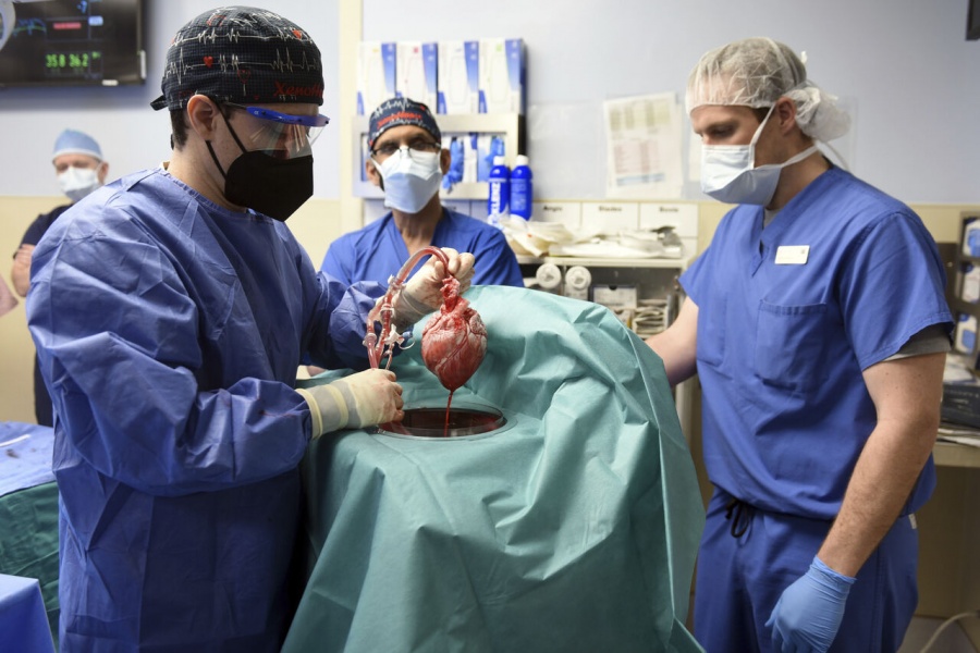 Cirujanos de EEUU trasplantan con éxito un corazón de cerdo a una persona