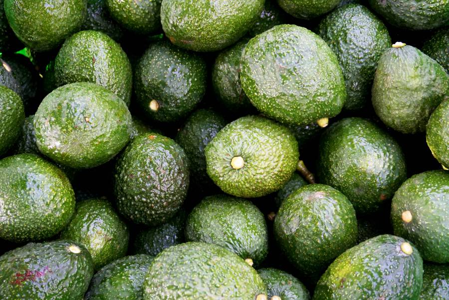 El aguacate mexicano, principal producto de exportación en 2021