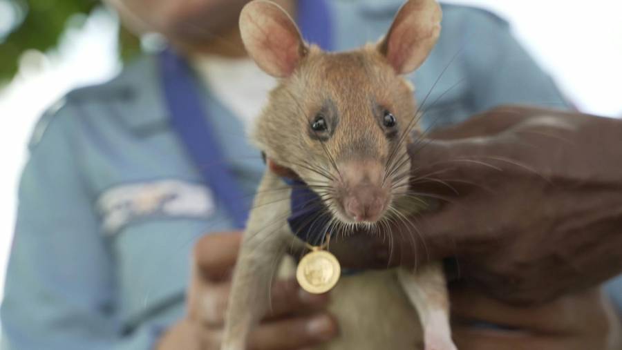 Muere Magawa, rata detectora de minas y h&eacute;roe nacional de Camboya