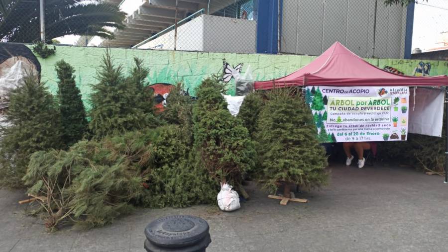 Iztapalapa instala centros de acopio y reciclaje de árboles de Navidad