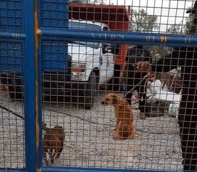 Edomex | Rescatan en Coacalco a animales maltratados en un predio