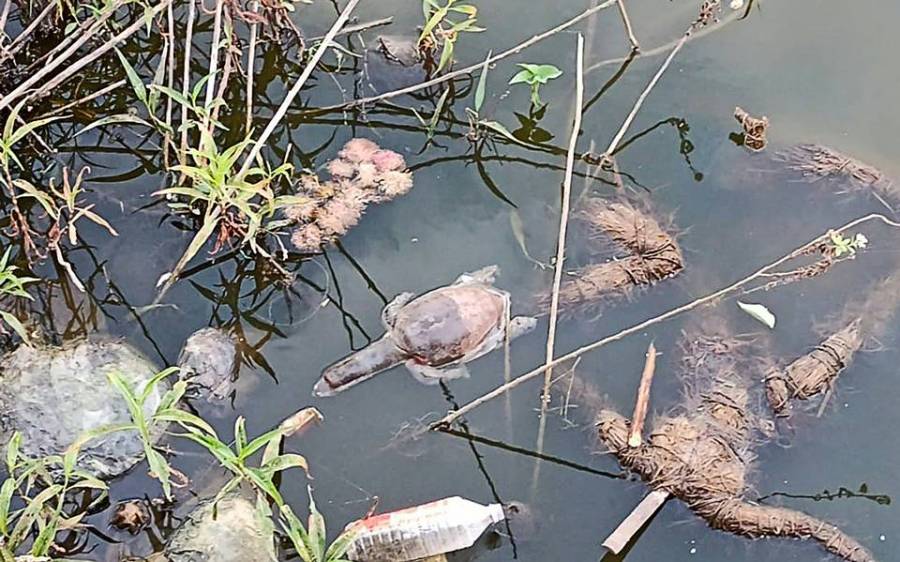 Decenas de tortugas mueren en India, probablemente envenenadas