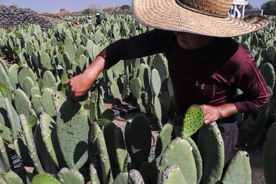 Aumentaron los usos y la producción del nopal en México