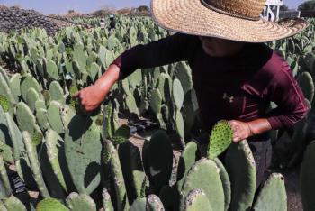 Aumentaron los usos y la producci&oacute;n del nopal en M&eacute;xico