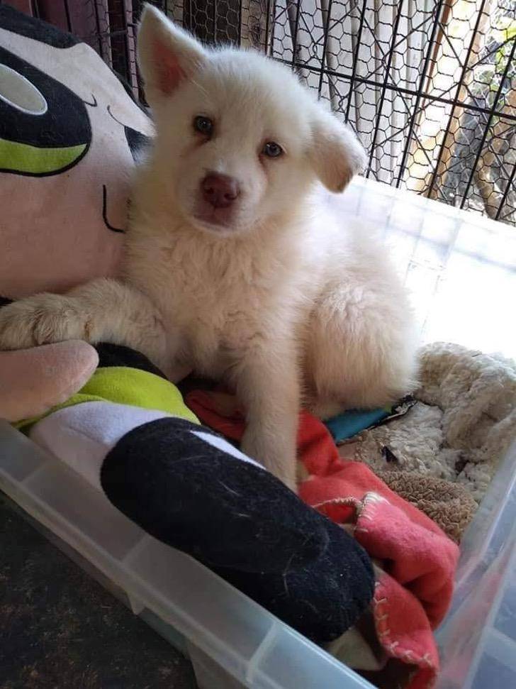 Perrito que un niño dejó en albergue por maltrato, creció sano y feliz