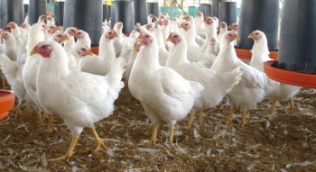 Casi mil brotes de gripe aviar en criaderos de Europa