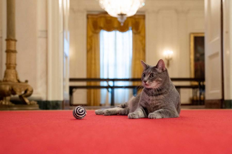 Los Biden llevan a un gato a la Casa Blanca