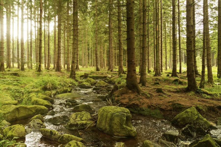 Quedan más de 9 mil especies de árboles por descubrir: Estudio