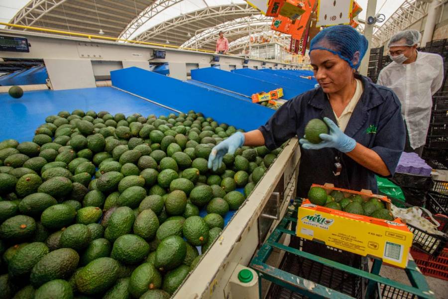 Crecen 7.6% anual exportaciones agropecuarias de M&eacute;xico en 2021