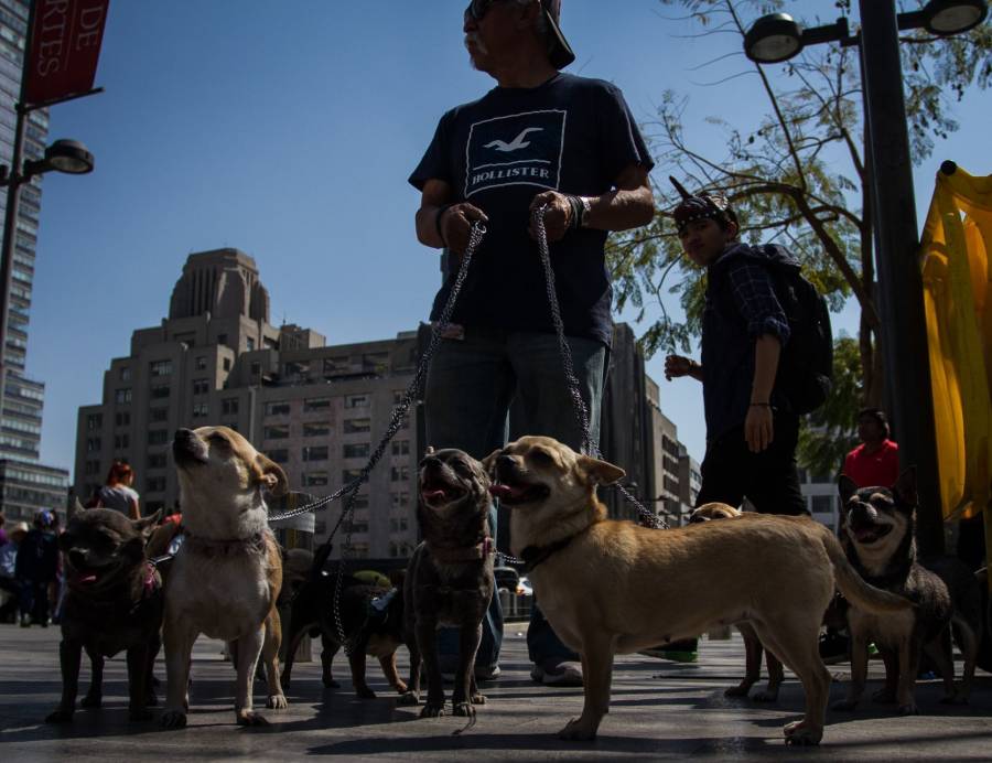 En CDMX, infractores de Ley de Cultura Cívica cuidarán “lomitos”