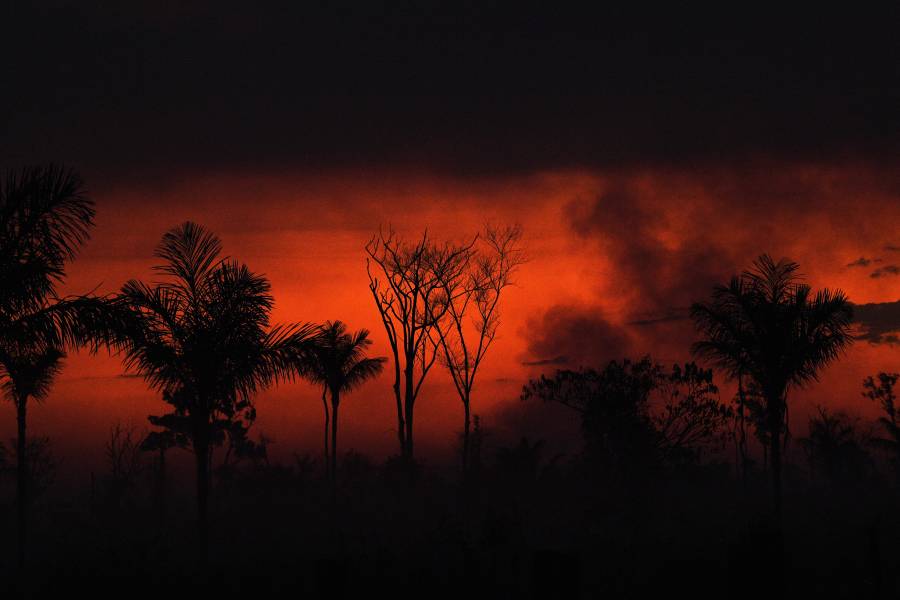 La deforestación de la Amazonía brasileña alcanza récord en enero