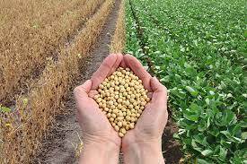 Se ratifica M&eacute;xico como naci&oacute;n productora de soya