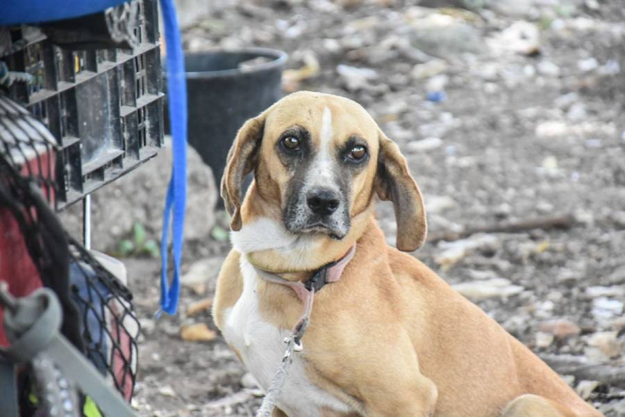 Muere niña en Tototlán por comer galleta envenenada que era para su perro