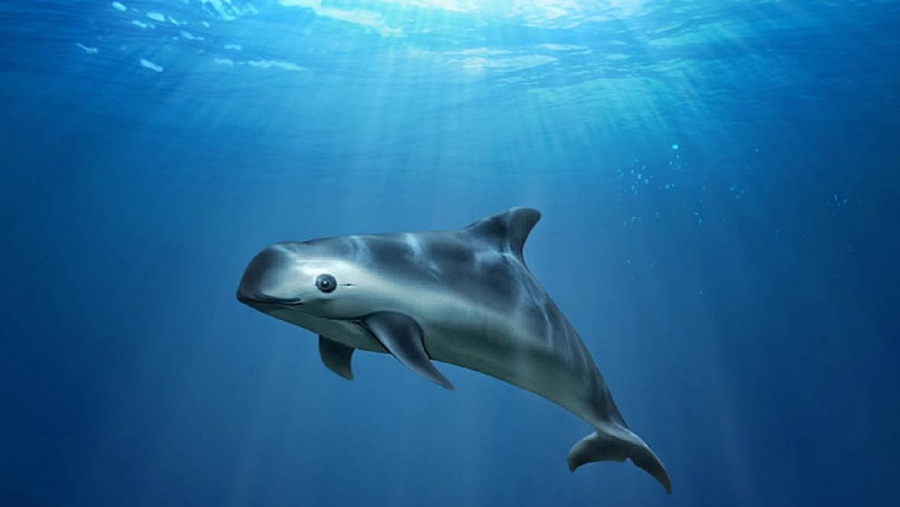 Estados Unidos presiona a México para proteger a la vaquita marina