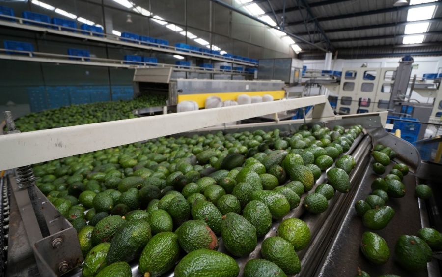 EEUU aclara que no se bloqueó la exportación de aguacate